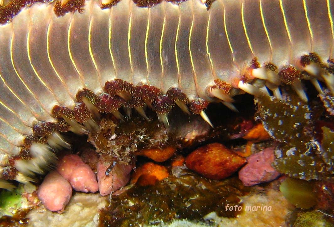 Hermodice carunculata